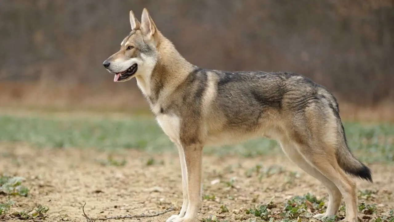Lobito Herre&ntilde;o