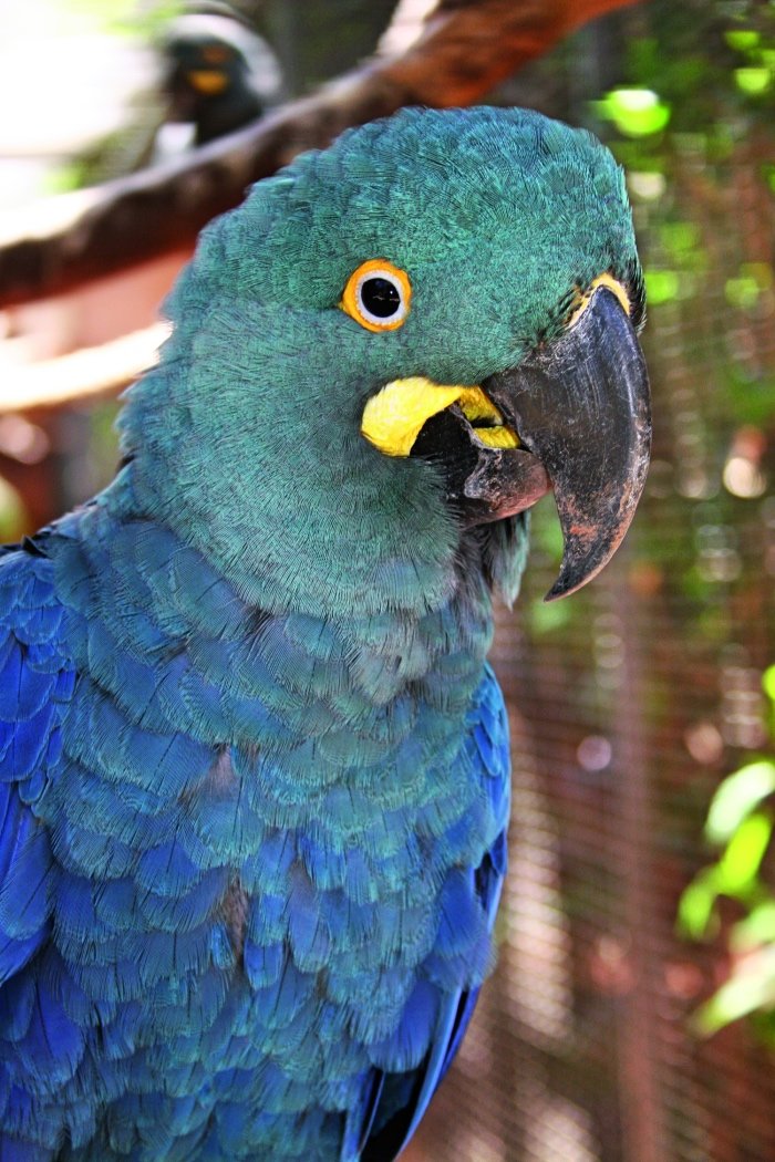 guacamayo de Lear Loro Parque