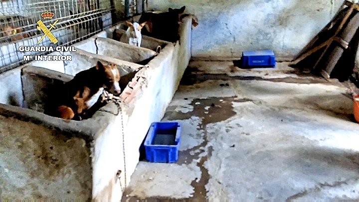 2019-02-08_Balance_Maltrato_animal_03_Fotor