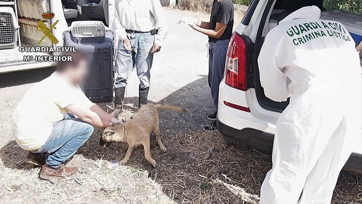 2019-02-08_Balance_Maltrato_animal_01_Fotor