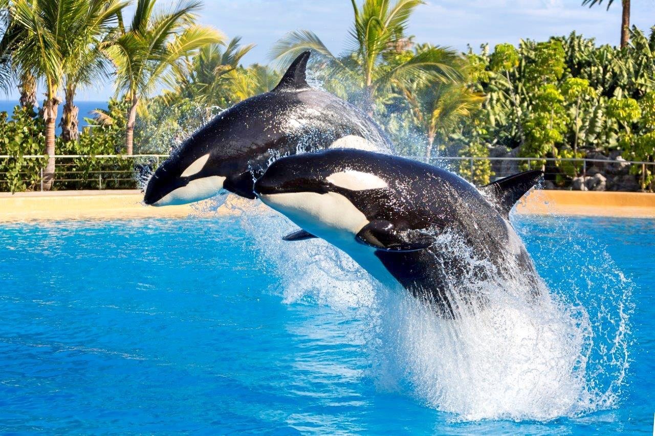 orcas-loro-parque (5)_Fotor