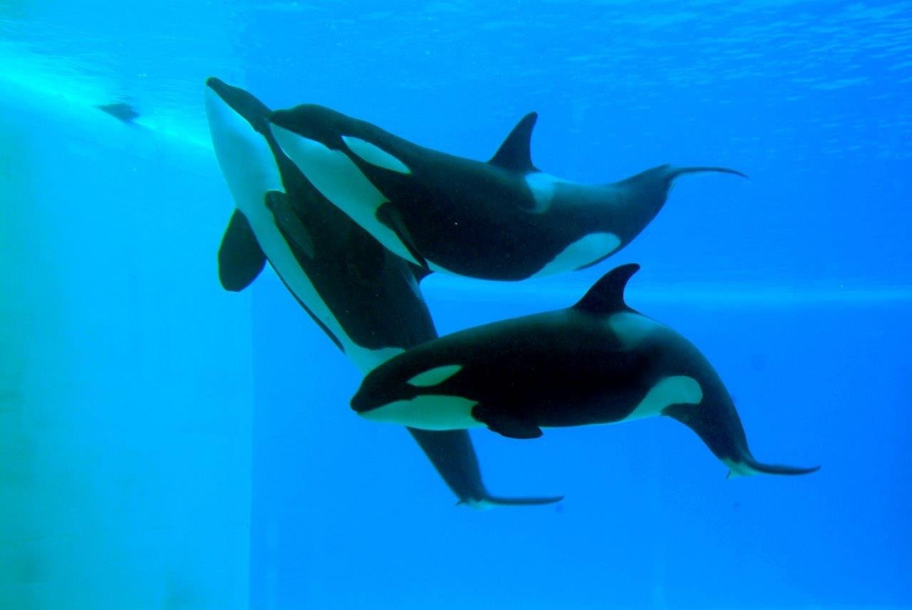orcas-loro-parque (2)_Fotor
