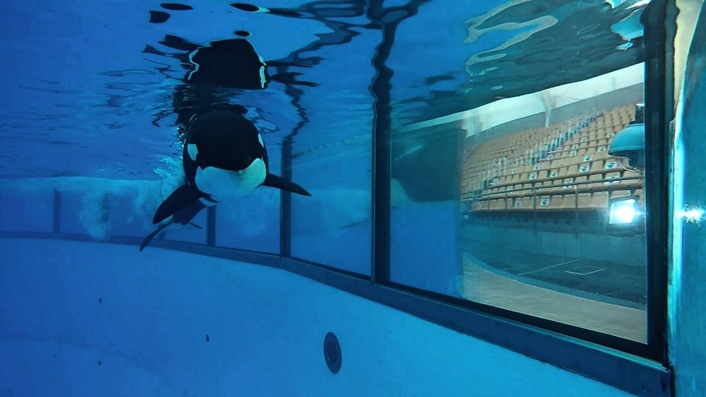 audicion_orcas_loro_parque (4)_Fotor