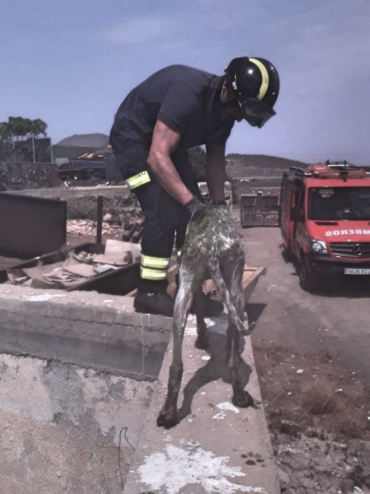 Perros Bomberos A6K3w_Fotor