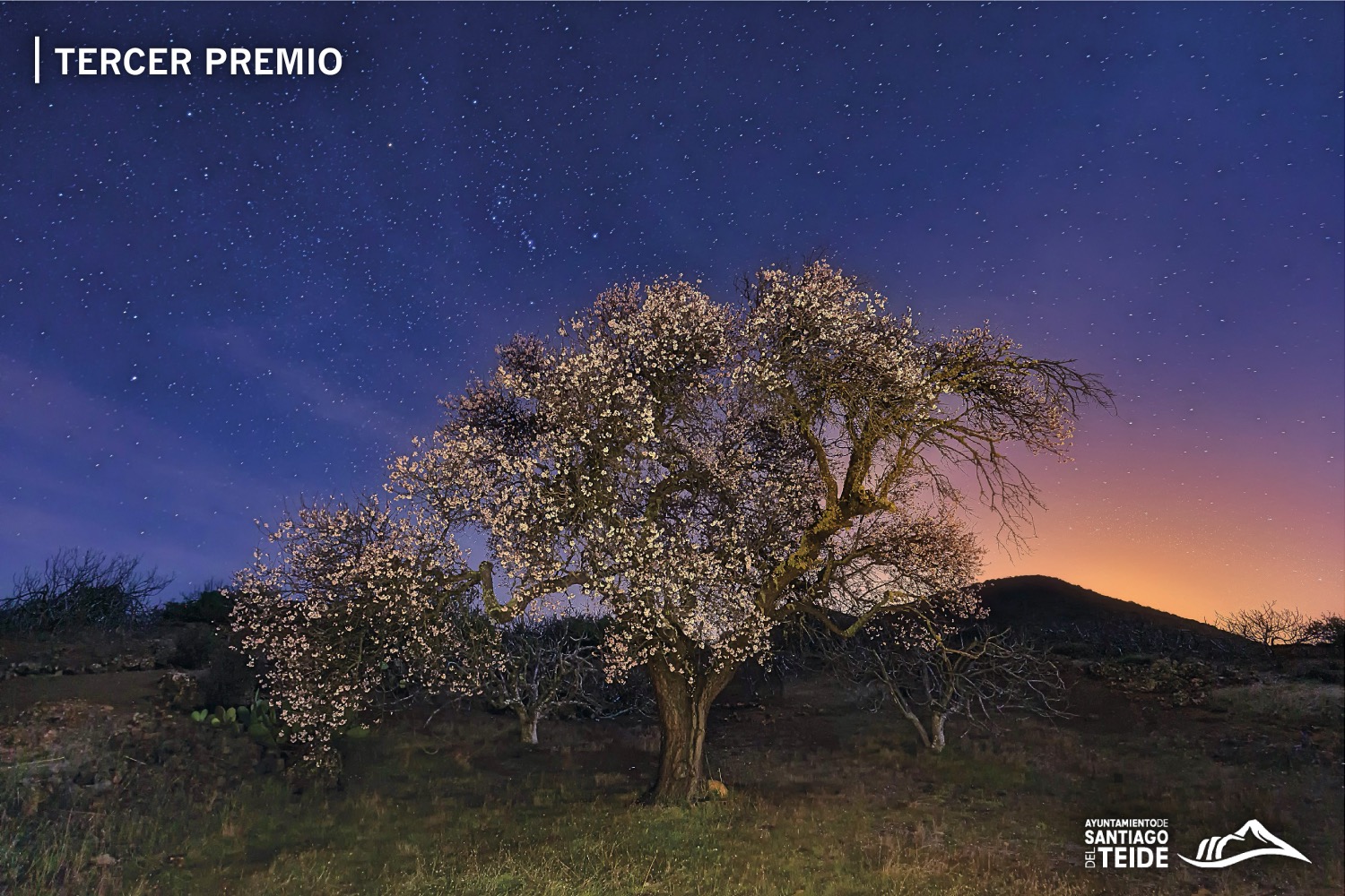 Almendo en Flor Tercer Premio_Fotor