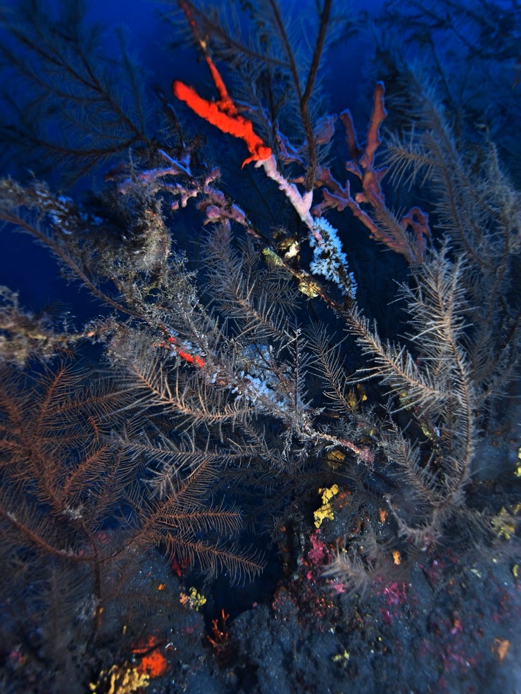 Coral Negro2_Fotor