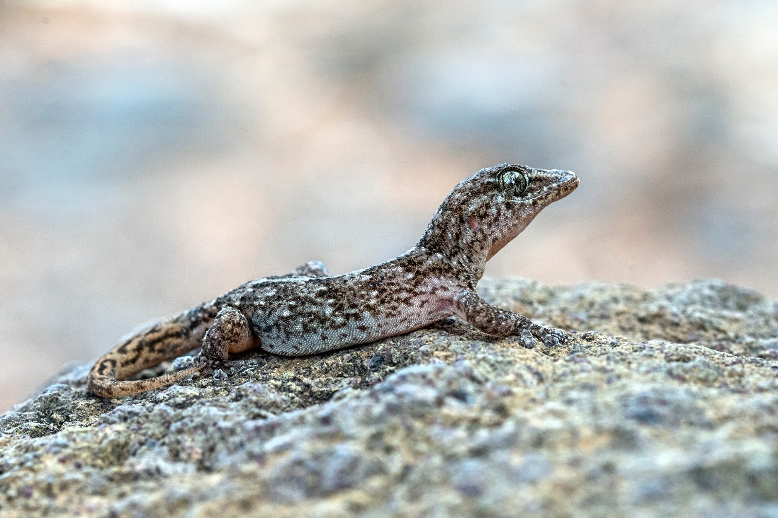 Lagarto Tarentola boettgeri boettgeri_Manuel Arechavaleta_Fotor