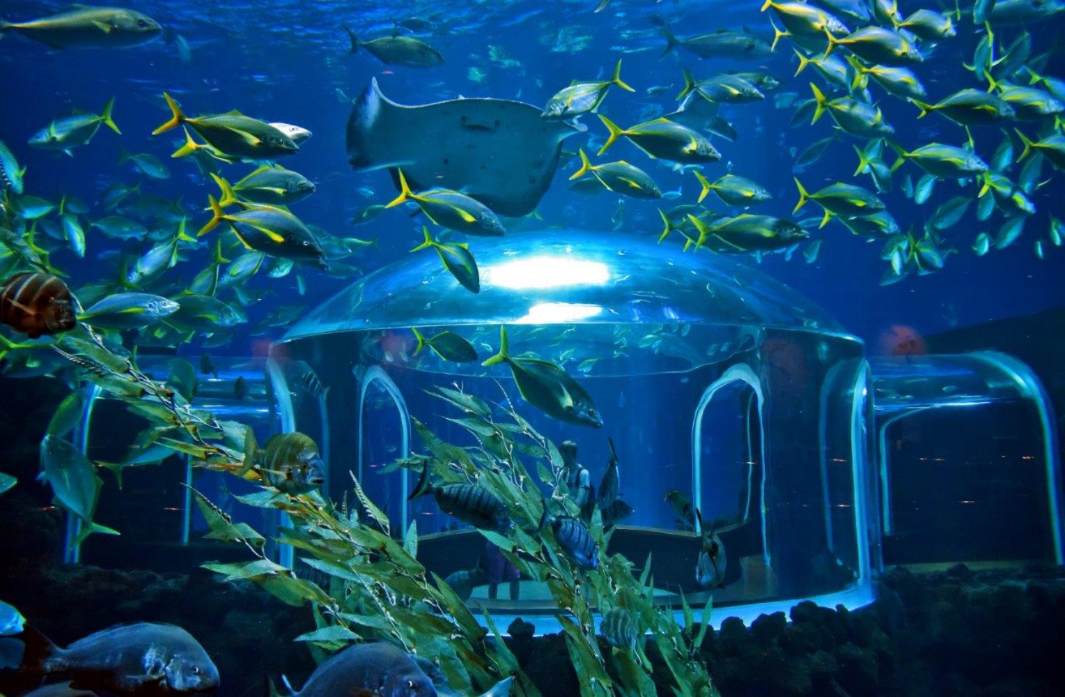 acuario-poema-del-mar-amplía-horario (2)_Fotor