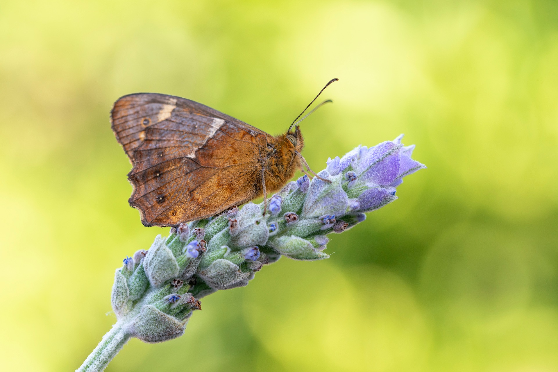 Mariposa Pararge xiphioides (Manuel Arechavaleta)(1)