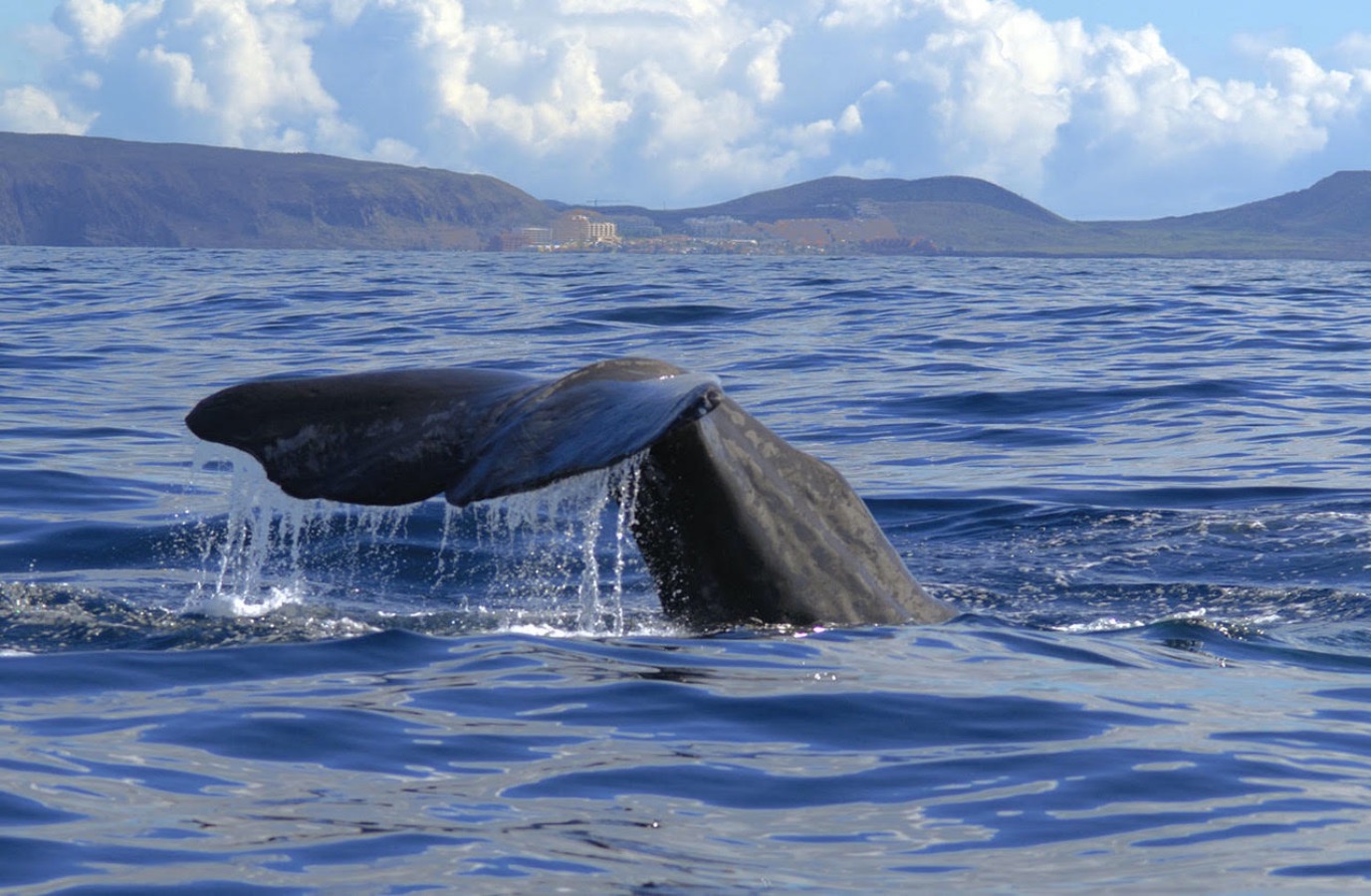 Sperm whale, Cachalot (Physeter macrocephalus). Coast of Tenerife. Canary Islands