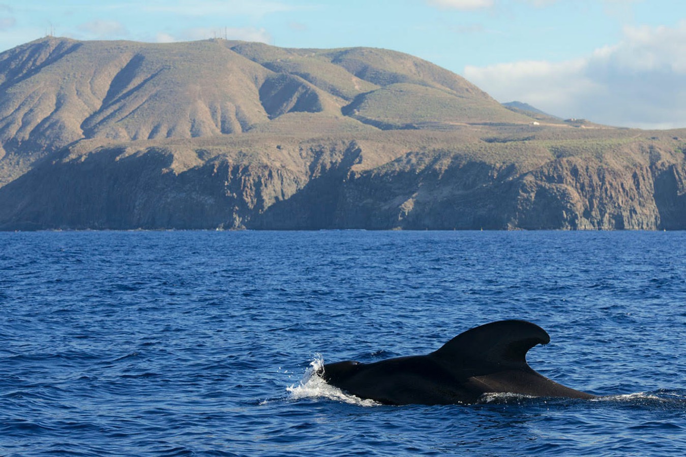 Pilot whale (Globicephala macorhynchus) on surface. Dorsall fin. Coast of 