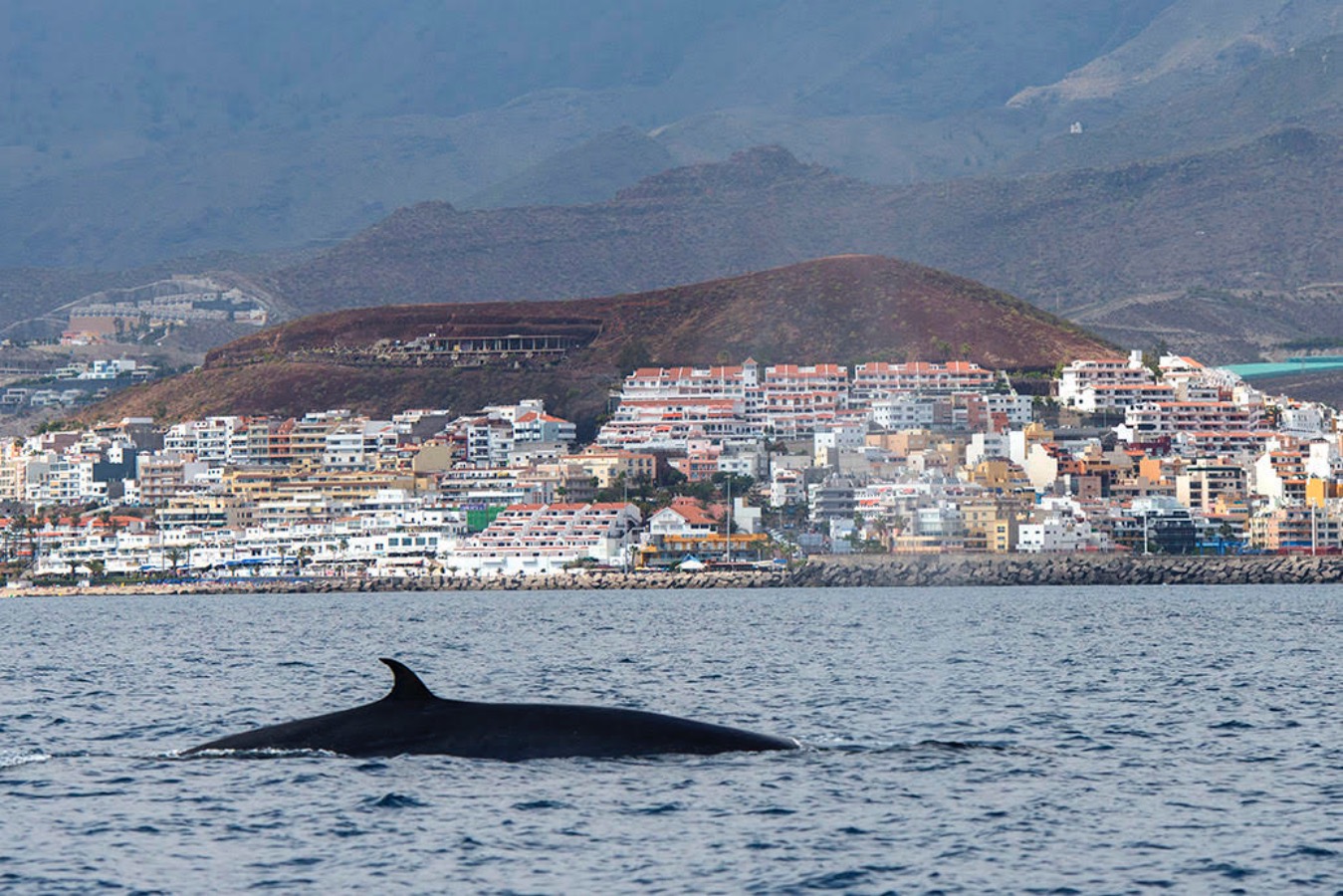 Bryde's whale (Balaenoptera brydei, edeni). Los Cristianos harbour. Fr: Rorqual de Bryde -  Sp: Rorcual tropical. Tenerife, Canary Islands.