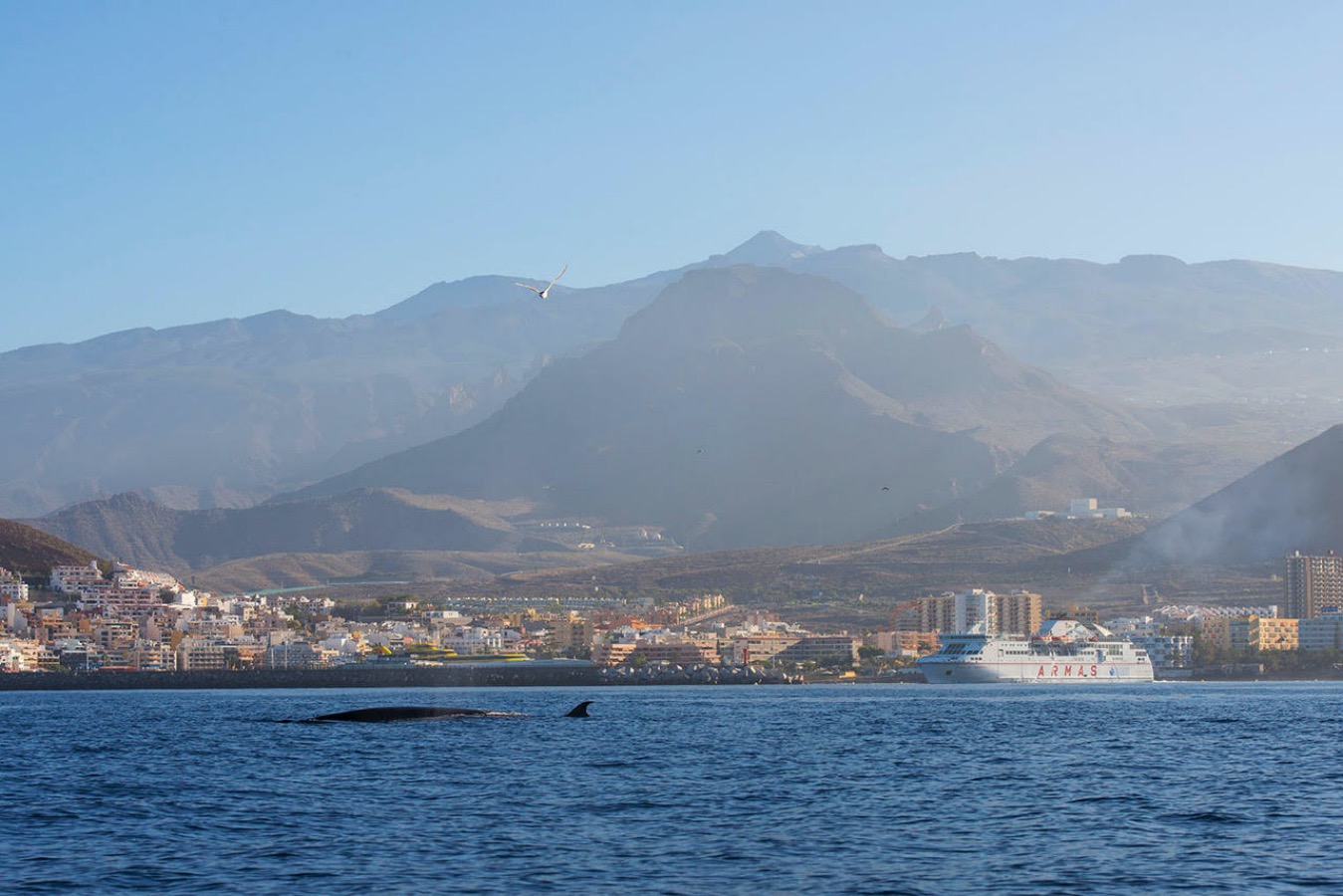 Bryde's whale (Balaenoptera brydei, edeni). Los Cristianos harbour. Fr: Rorqual de Bryde -  Sp: Rorcual tropical. Tenerife, Canary Islands.
