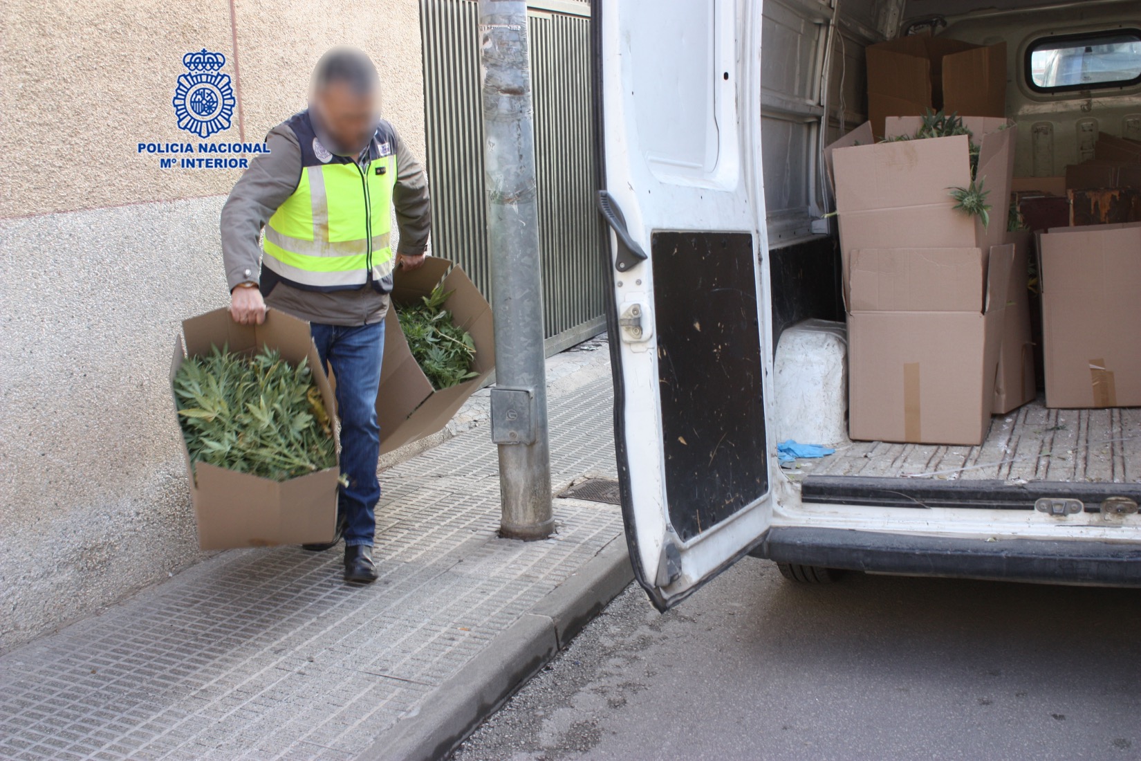 Policía narcos plantas cortadas(1)