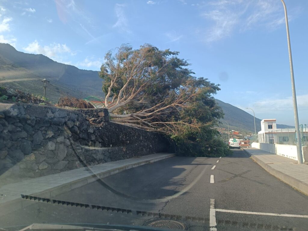 el-hierro-arbol-caido-canarias-1024x768